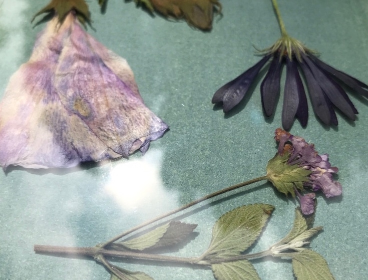 Zonneprint compositie botanisch bloemen cyanotype